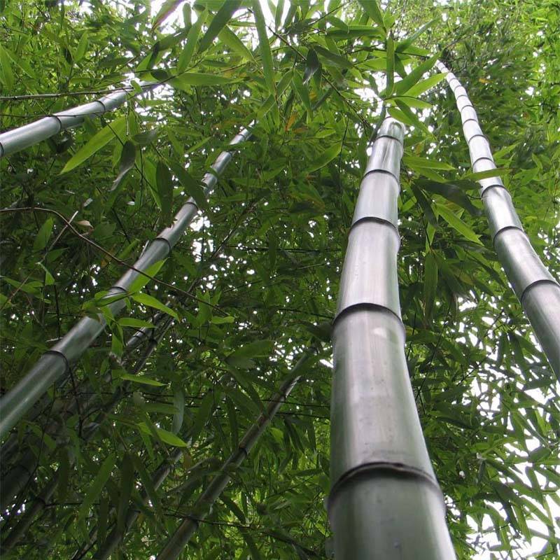 Promesse de Fleurs - Phyllostachys vivax Huangwenzhu - Bambou géant Pot de 4L/5L - Image 1