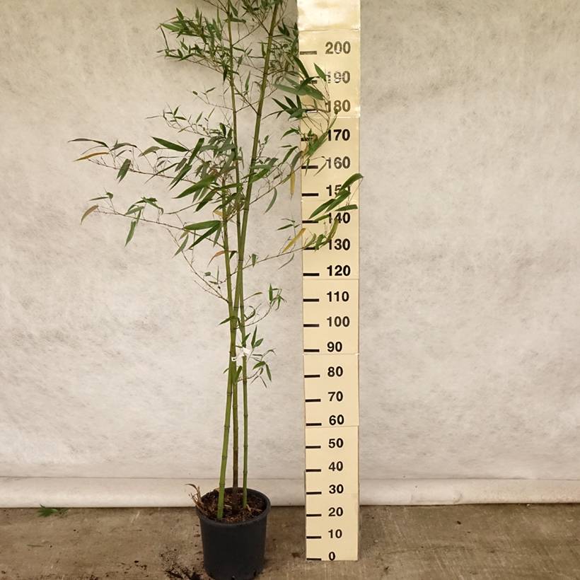 Promesse de Fleurs - Phyllostachys vivax Huangwenzhu - Bambou géant Pot de 4L/5L - Image 2