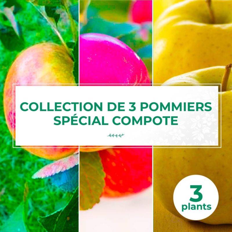 Collection 3 Pommiers Spécial Compotes - Scion de 100cm - Pépinières Naudet - Image 1