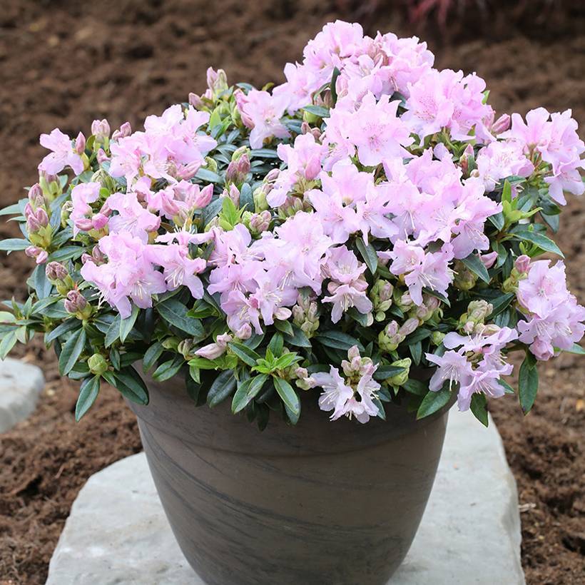 Rhododendron keleticum Robert Seleger - Rhododendron nain Pot de 2L/3L ...