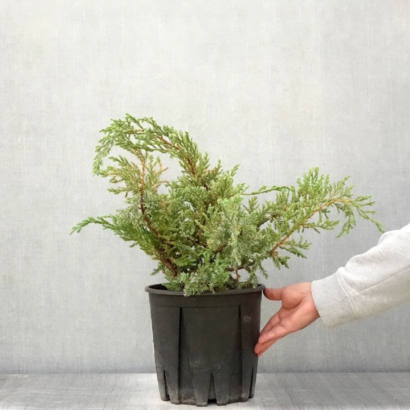 Genévrier écailleux - Juniperus squamata Blue Carpet Pot de 4L/5L - Image 2