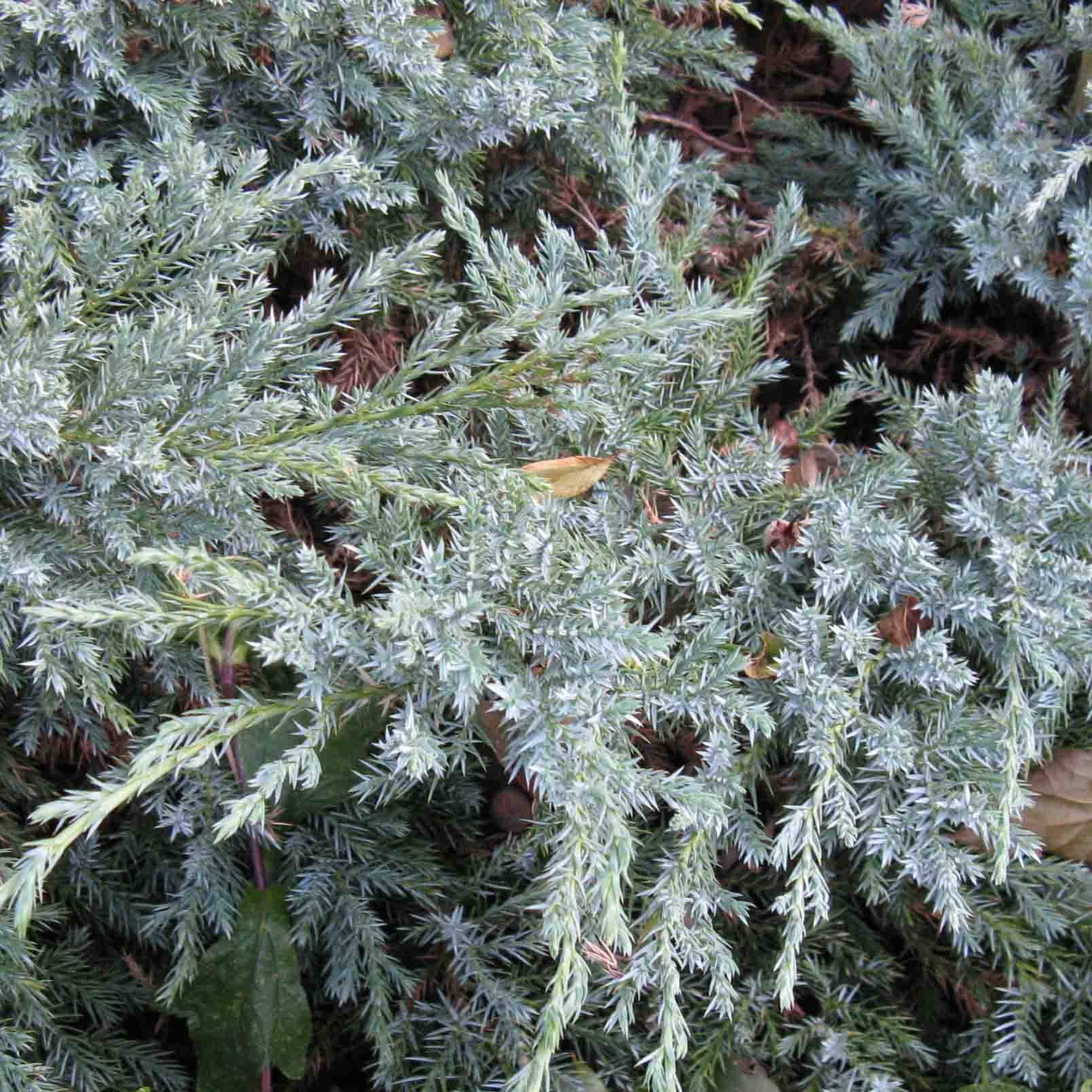 Genévrier écailleux - Juniperus squamata Blue Carpet Pot de 4L/5L - Image 1