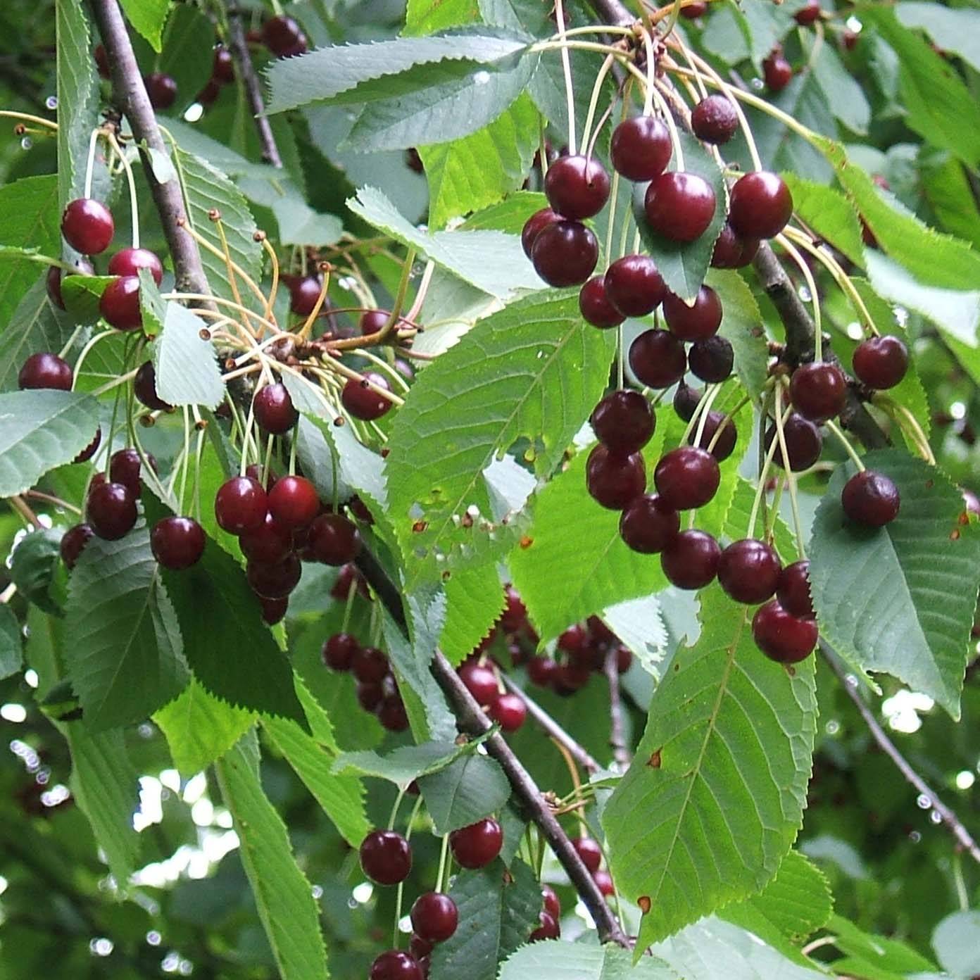 Cerisier Bigarreau Moreau - Prunus avium Pot de 7,5L/10L, Demi-Tige