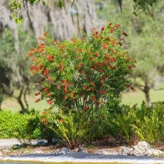 Callistemon Woodlander's Hardy - Rince-bouteille Pot de 3L/4L - Image 1