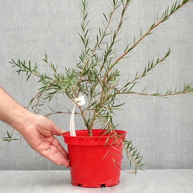 Callistemon Woodlander's Hardy - Rince-bouteille Pot de 3L/4L - Image 2