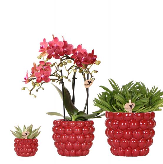 Ensemble de Plantes Orchidée Phalaenopsis Rouge Congo et Succulentes.. Cache - Image 2