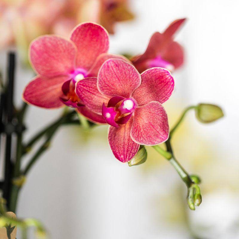 Ensemble de Plantes Orchidée Phalaenopsis Rouge Congo et Succulentes.. Cache - Image 5
