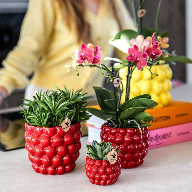 Ensemble de Plantes Orchidée Phalaenopsis Rouge Congo et Succulentes.. Cache - Image 1