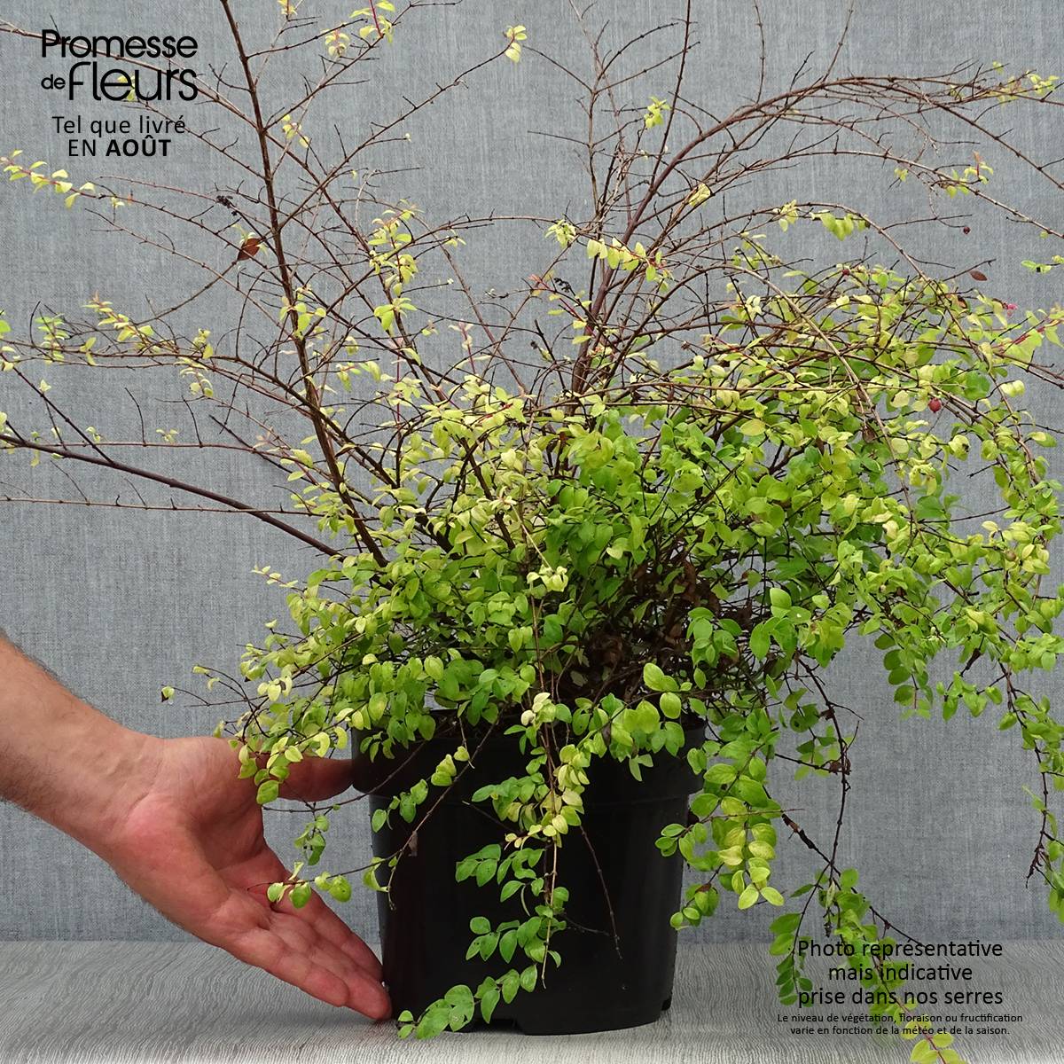 Promesse de Fleurs - Symphoricarpos chenaulti  Brain de Soleil - Symphorine Pot de 3L/4L - Image 2