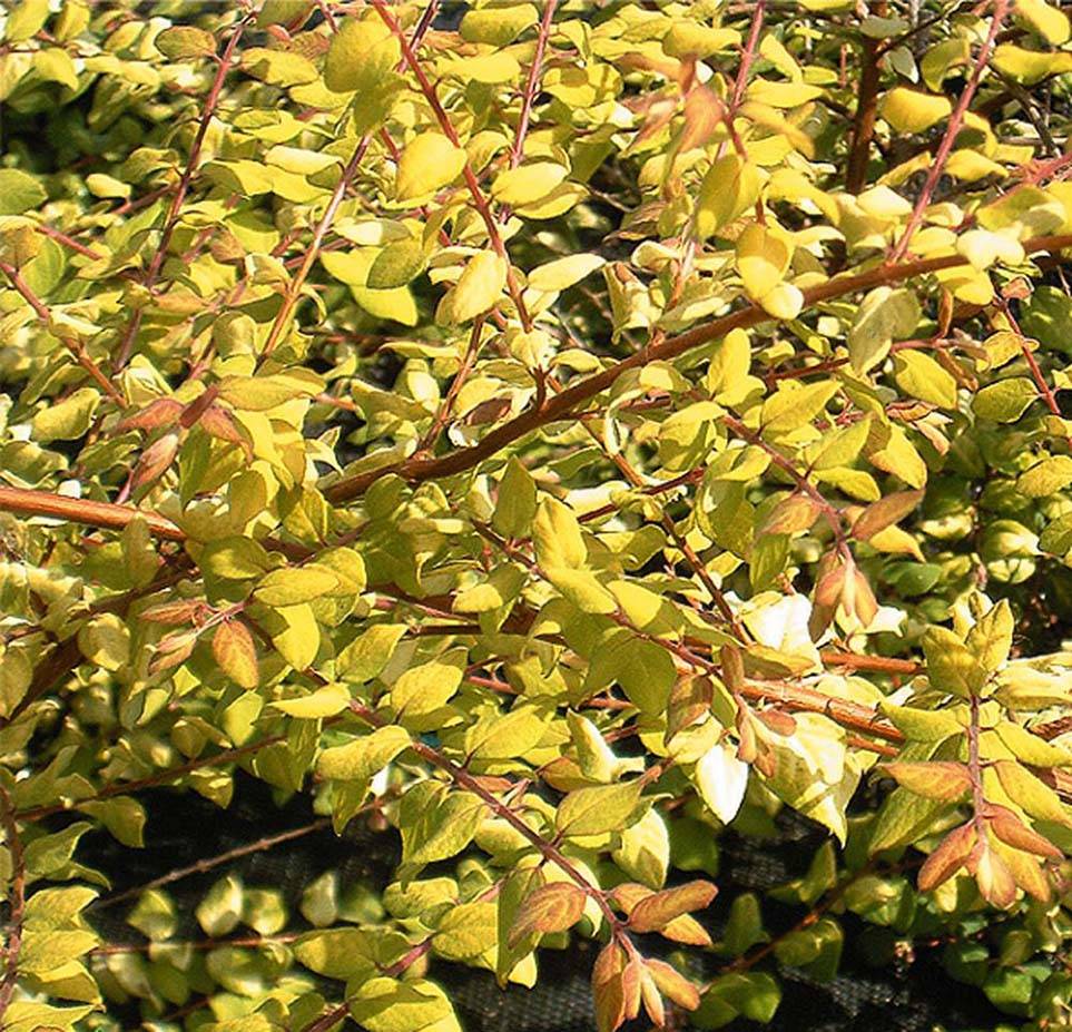 Promesse de Fleurs - Symphoricarpos chenaulti  Brain de Soleil - Symphorine Pot de 3L/4L - Image 1