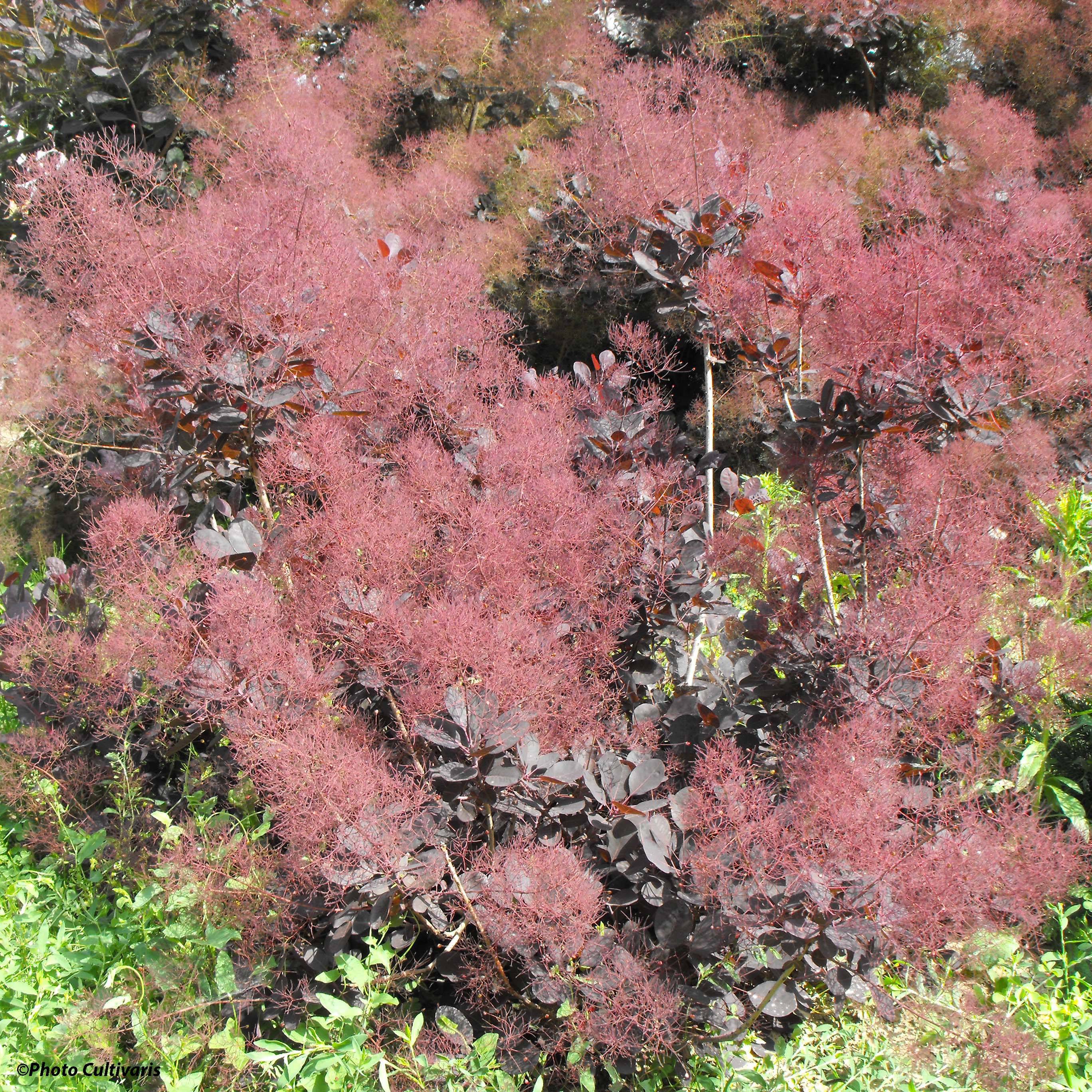 Promesse de Fleurs - Cotinus coggygria Lilla - Arbre à perruque nain. Pot de 3L/4L