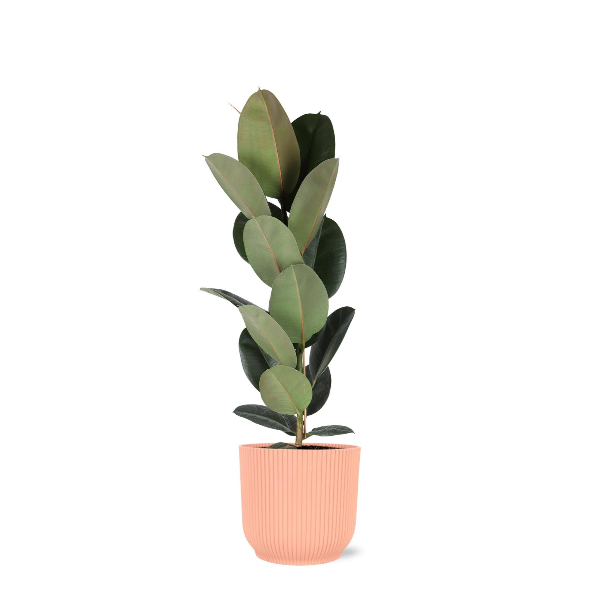 La Green Touch - Ficus Elastica Robusta et son pot- La Green Touch Relief Rose - Hauteur 90cm