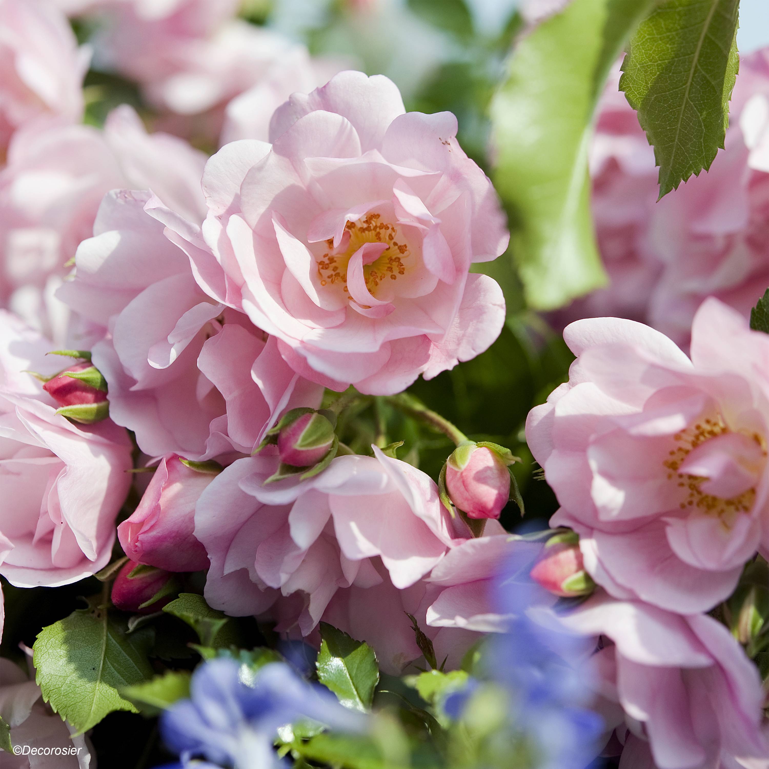 Promesse de Fleurs - Rosier Décorosiers Mareva Racines nues en motte