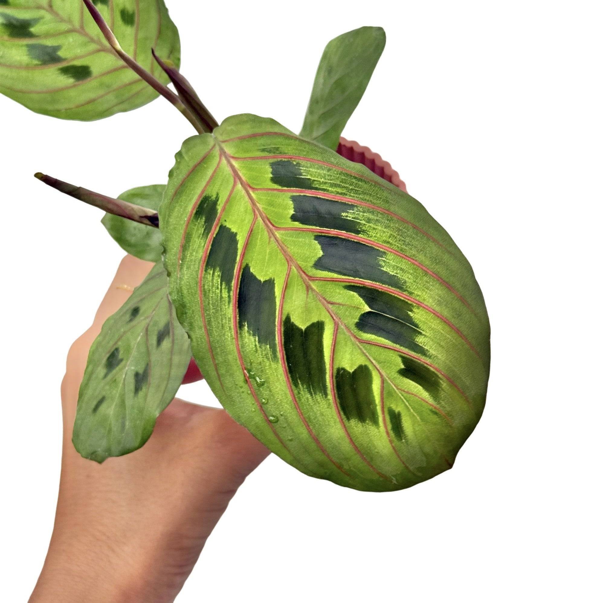 Maranta Leuconeura Fascinator -  Plante de prière - Maranta Tricolor - Pot de 6cm - Plantes d'intérieur - Image 4