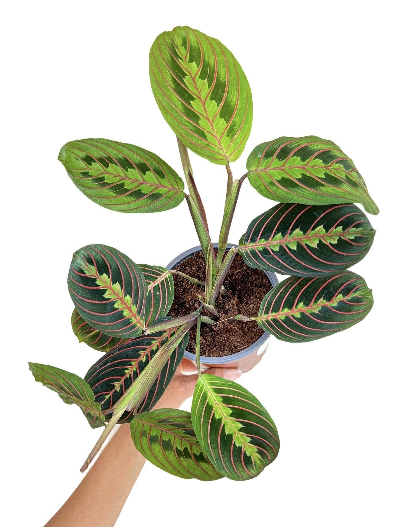 Maranta Leuconeura Fascinator -  Plante de prière - Maranta Tricolor - Pot de 6cm - Plantes d'intérieur - Image 1