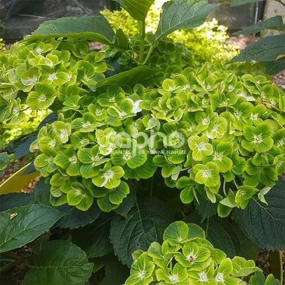 Hortensia Green Ever Belles® 'Hortmagreclo', Hydrangea macrophylla à fleurs Vert/ - feuillage Caduc - Pot de 1,3L - 20/60 cm - Image 7