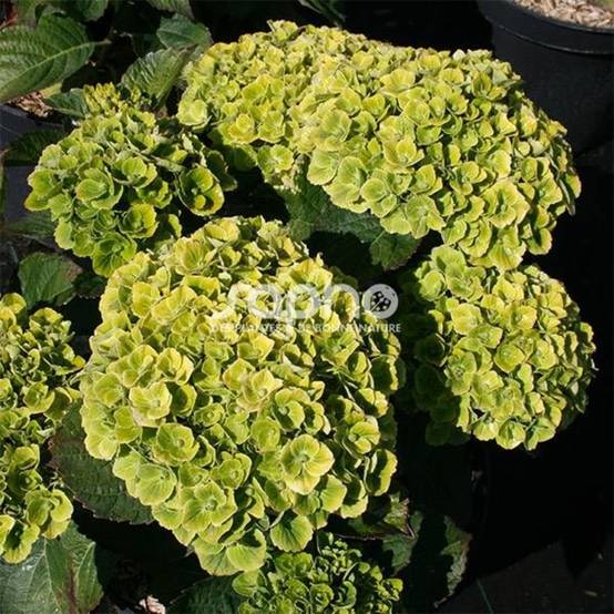 Hortensia Green Ever Belles® 'Hortmagreclo', Hydrangea macrophylla à fleurs Vert/ - feuillage Caduc - Pot de 1,3L - 20/60 cm - Image 6
