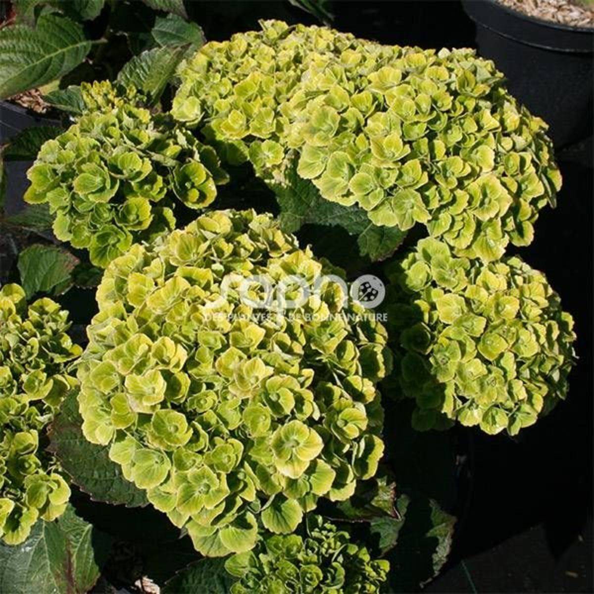 Hortensia Green Ever Belles® 'Hortmagreclo', Hydrangea macrophylla à fleurs Vert/ - feuillage Caduc - Pot de 1,3L - 20/60 cm - Image 6