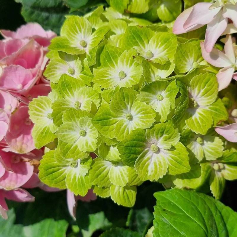 Hortensia Green Ever Belles® 'Hortmagreclo', Hydrangea macrophylla à fleurs Vert - feuillage Caduc - Pot de 1,3L - 20/60 cm-  hauteur à maturité De 1,