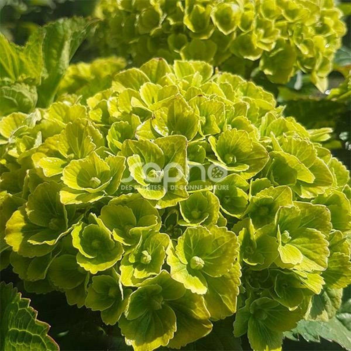 Hortensia Green Ever Belles® 'Hortmagreclo', Hydrangea macrophylla à fleurs Vert/ - feuillage Caduc - Pot de 1,3L - 20/60 cm - Image 5