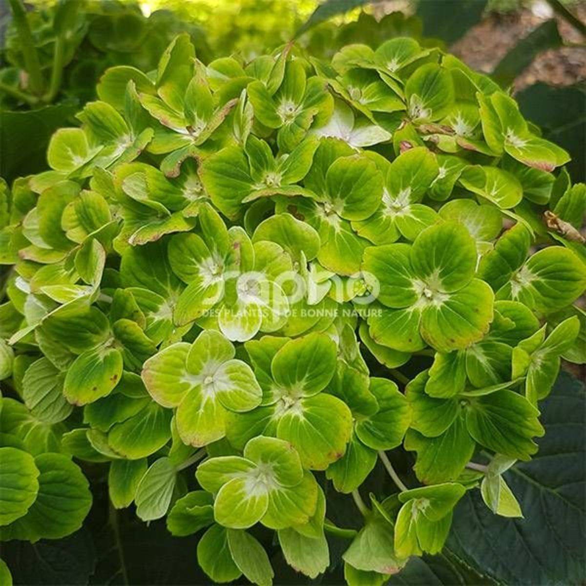 Hortensia Green Ever Belles® 'Hortmagreclo', Hydrangea macrophylla à fleurs Vert/ - feuillage Caduc - Pot de 1,3L - 20/60 cm - Image 8