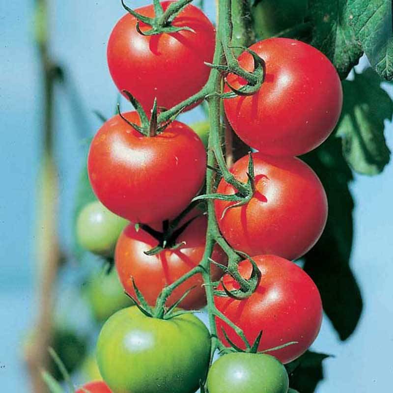 Tomate Fantasio F1 en plants Pot de 10 cm/11cm - Image 1