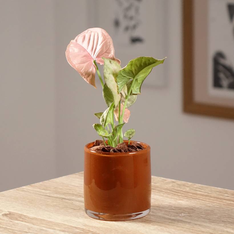 Promesse de Fleurs - Syngonium Neon Robusta Mini-plante