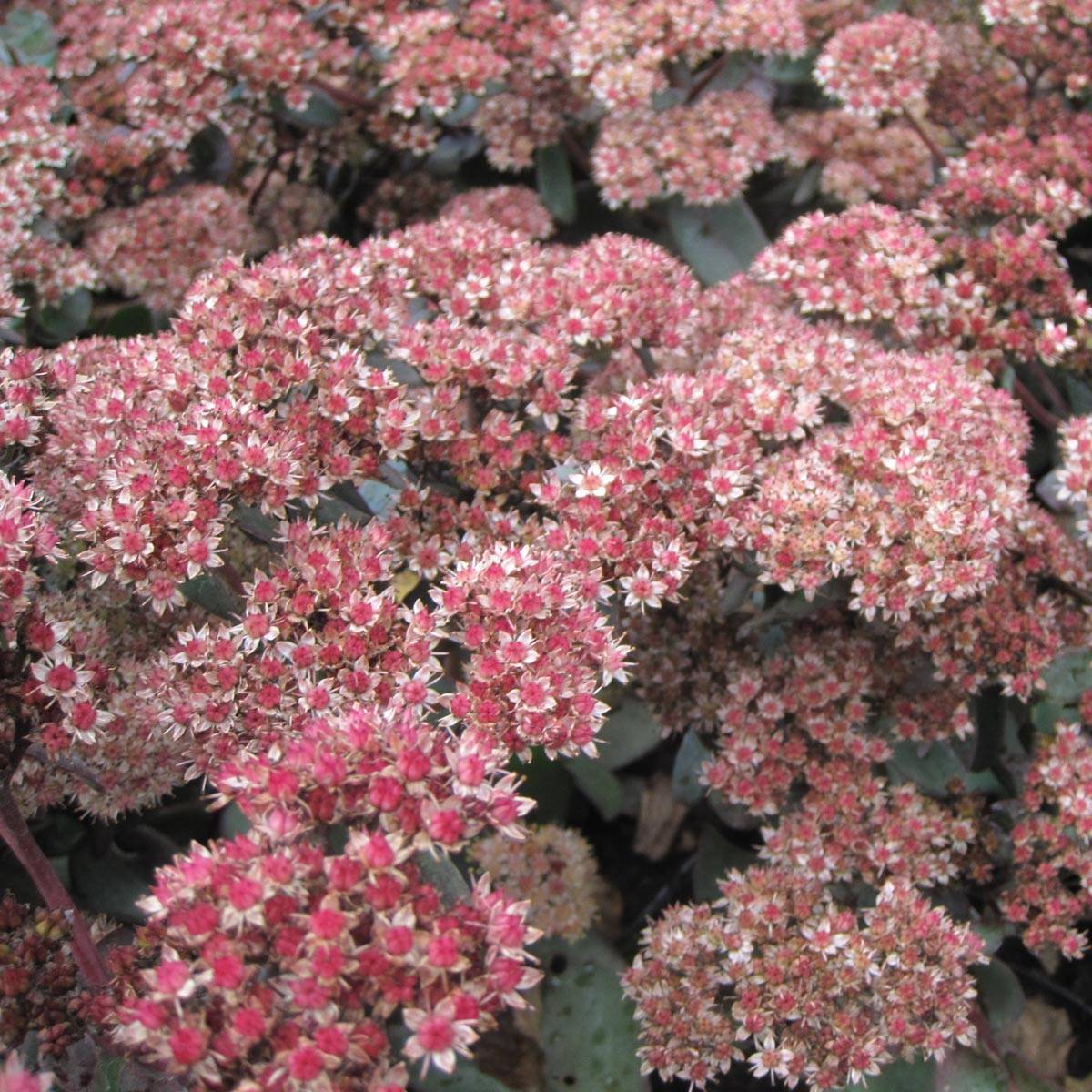 Sedum Yellow Xenox® - Orpin  Godet de 8/9 cm