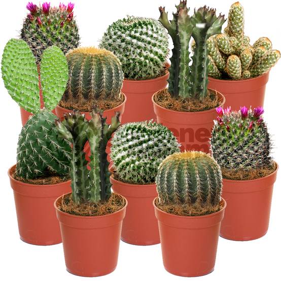 Gardenersdream - Ensemble Cactus Et Plantes Grasses Naturelles Gardenersdream - Assortiment De 10 Plantes Succulentes Naturelles - Idéal Pour Maisons Et Bureaux - Image 1