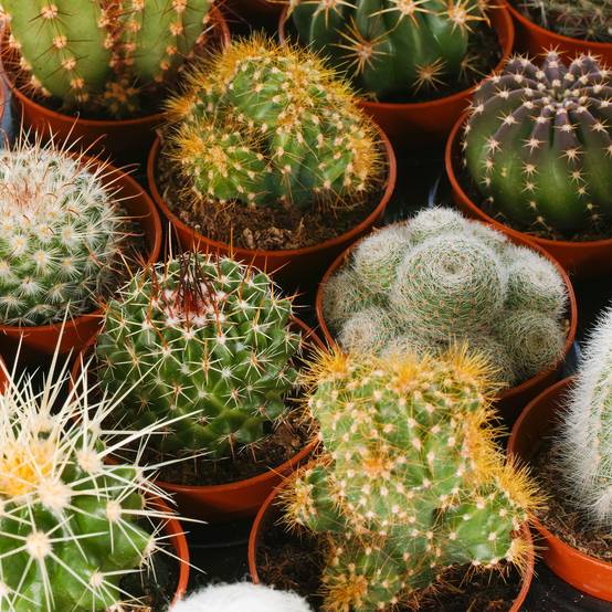 Gardenersdream - Ensemble Cactus Et Plantes Grasses Naturelles Gardenersdream - Assortiment De 10 Plantes Succulentes Naturelles - Idéal Pour Maisons Et Bureaux - Image 3