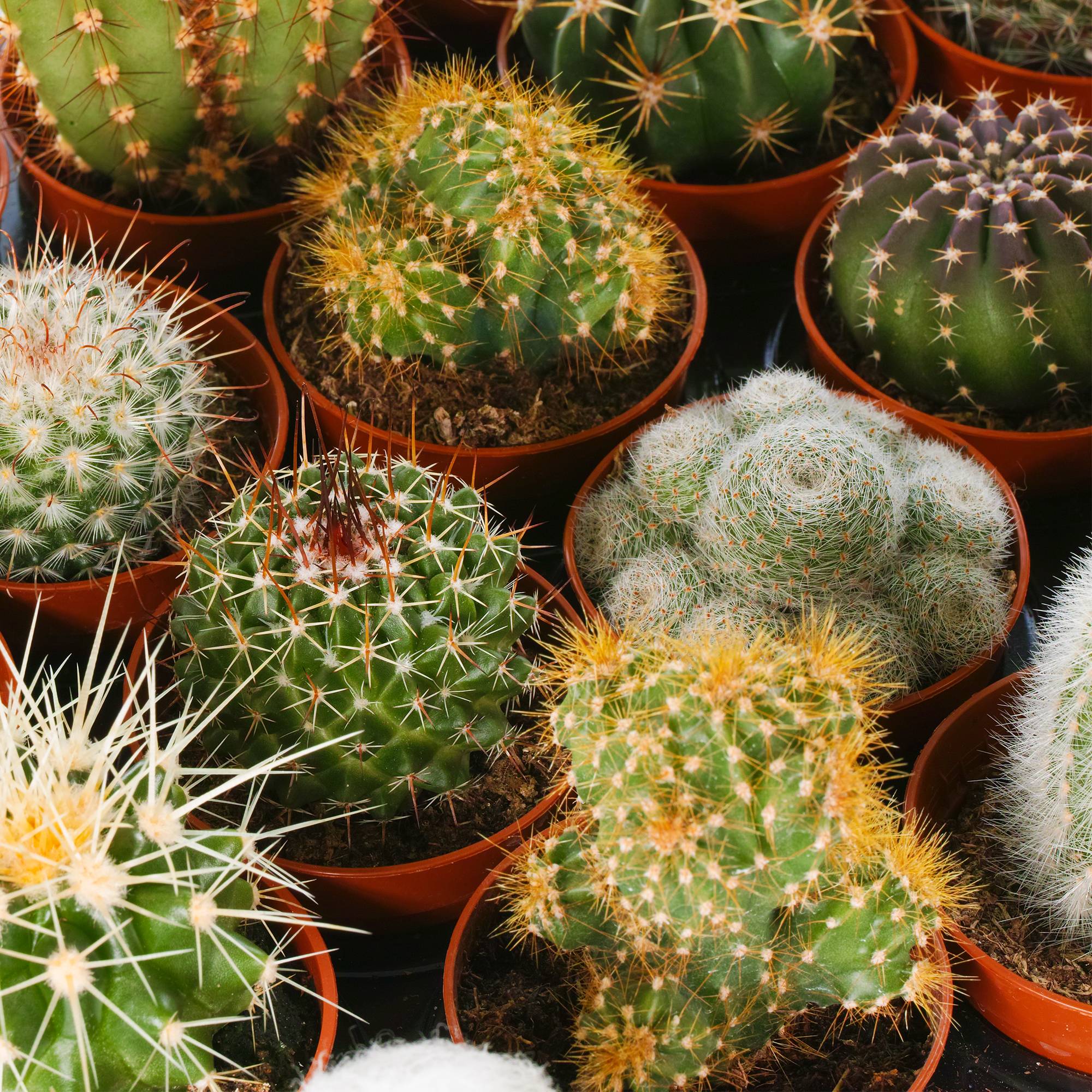 Gardenersdream - Ensemble Cactus Et Plantes Grasses Naturelles Gardenersdream - Assortiment De 10 Plantes Succulentes Naturelles - Idéal Pour Maisons Et Bureaux - Image 3