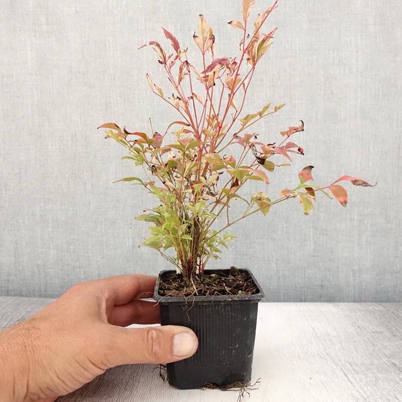 Promesse de Fleurs - Nandina domestica Twilight - Bambou sacré Godet de 8/9 cm - Image 2