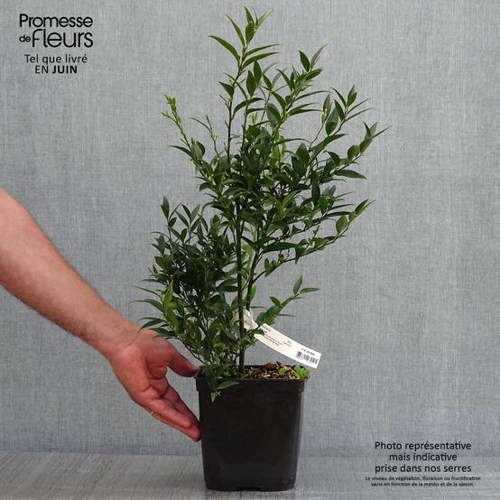 Promesse de Fleurs - Sarcococca Dragon's gate Pot de 3L/4L - Image 2