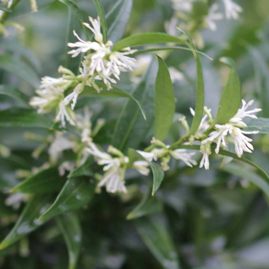 Promesse de Fleurs - Sarcococca Dragon's gate Pot de 3L/4L - Image 1