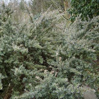 Leptospermum Silver Sheen - Arbre à thé laineux Pot de 2L/3L