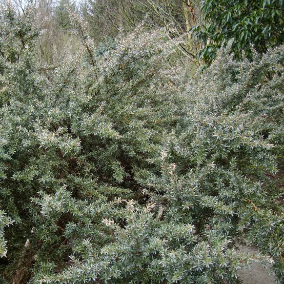 Leptospermum Silver Sheen - Arbre à thé laineux Pot de 2L/3L - Image 1