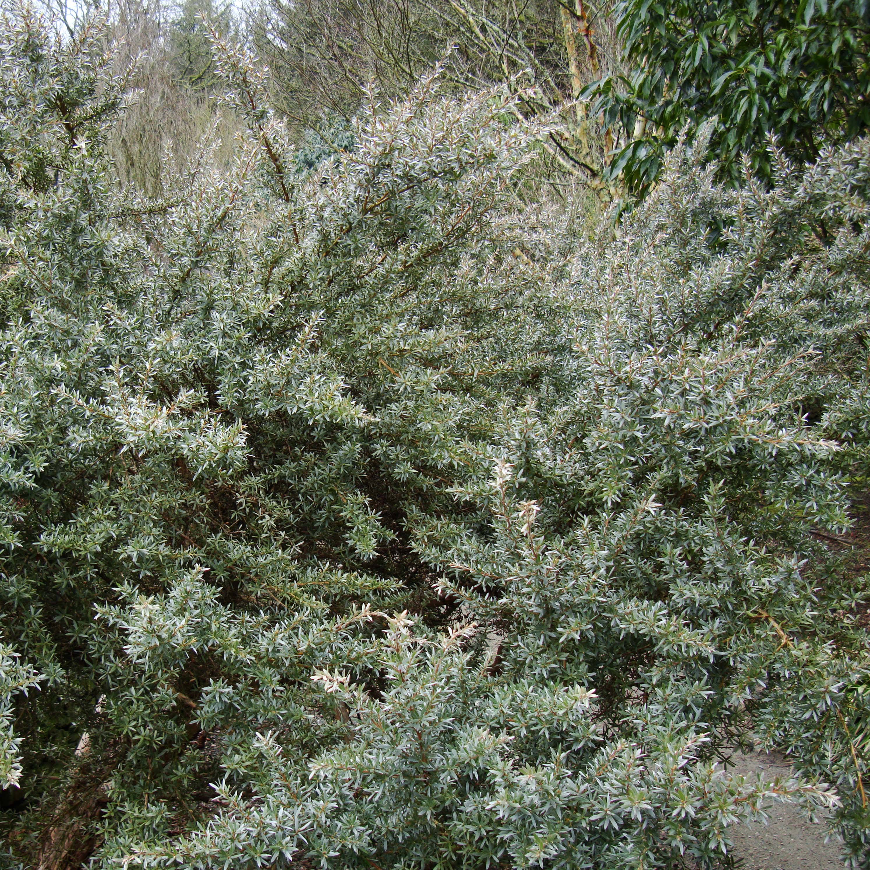 Leptospermum Silver Sheen - Arbre à thé laineux Pot de 2L/3L - Image 1