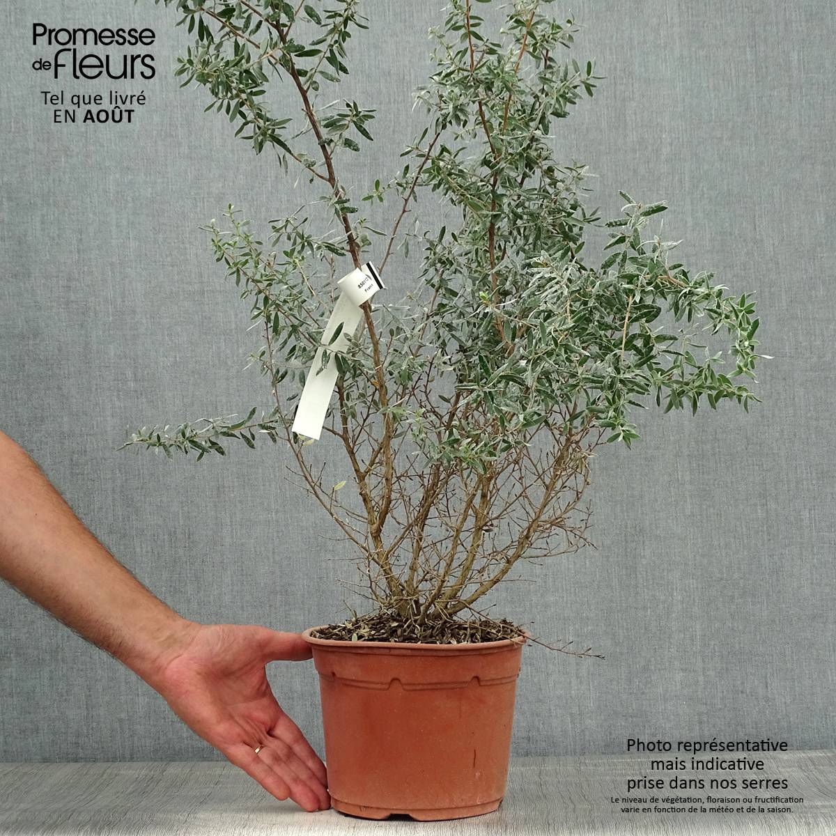 Leptospermum Silver Sheen - Arbre à thé laineux Pot de 2L/3L - Image 2