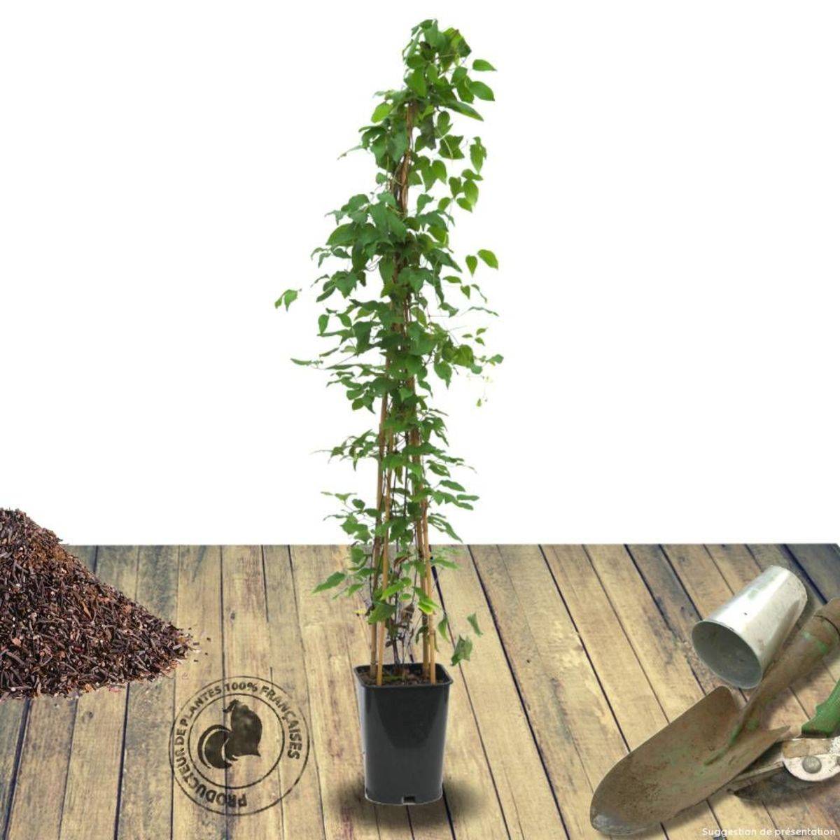Clématite Picardy™ 'Evipo024' à fleurs Rouge - feuillage Caduc - Pot de 1,5L - Tuteur bambou 30/60 cm-  hauteur à maturité De 1,00 m à 1,50 m - Image 9