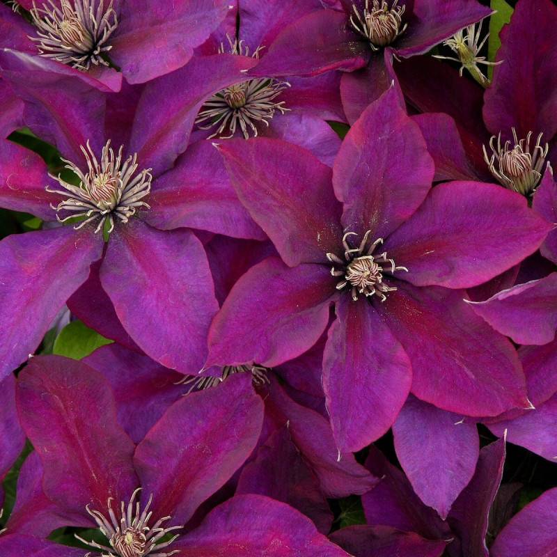 Clématite Picardy™ 'Evipo024' à fleurs Rouge - feuillage Caduc - Pot de 1,5L - Tuteur bambou 30/60 cm-  hauteur à maturité De 1,00 m à 1,50 m - Image 1