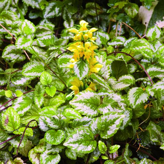 Promesse de Fleurs - Lamiastrum ou Lamium galeobdolon - Ortie jaune Godet de 8/9 cm