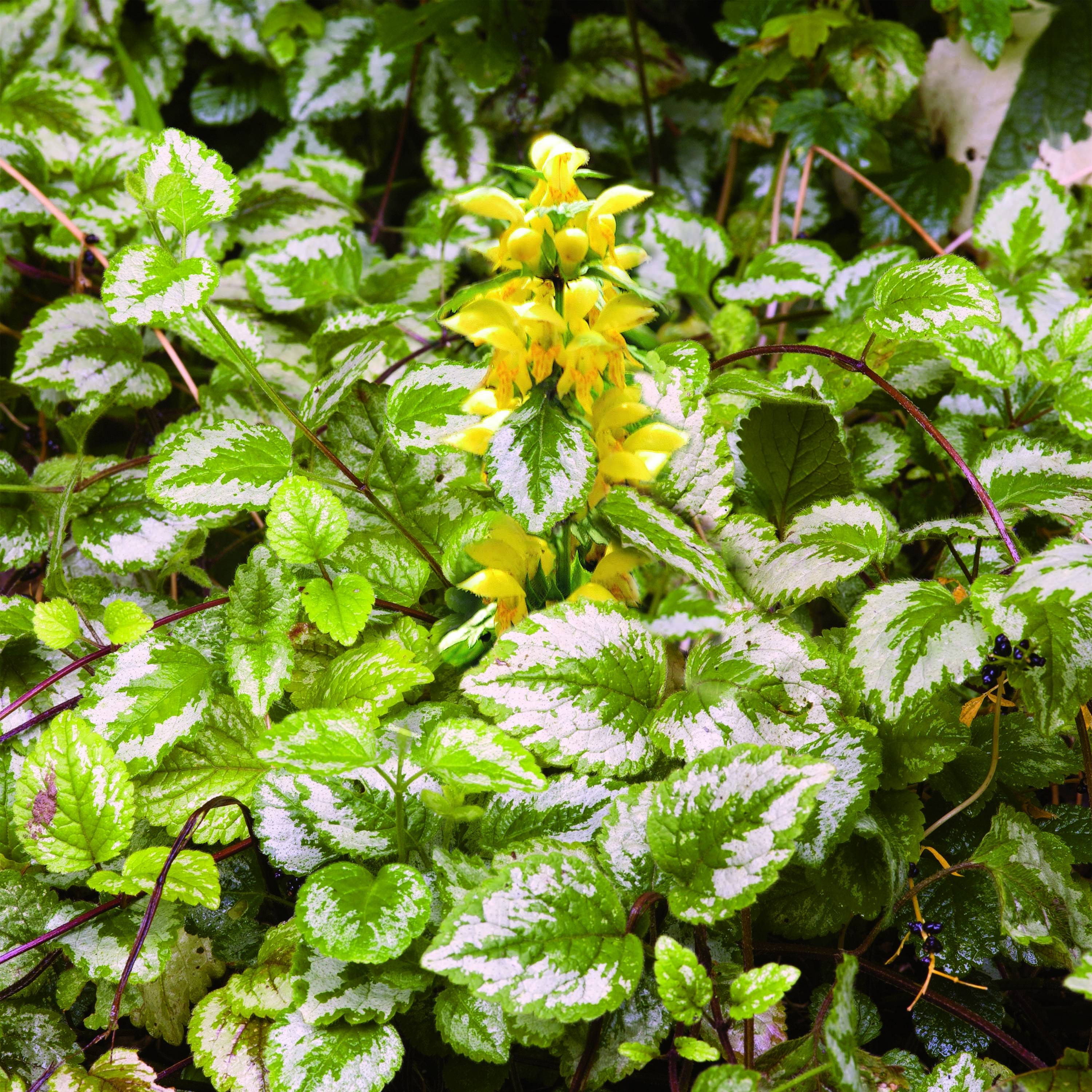 Promesse de Fleurs - Lamiastrum ou Lamium galeobdolon - Ortie jaune Godet de 8/9 cm