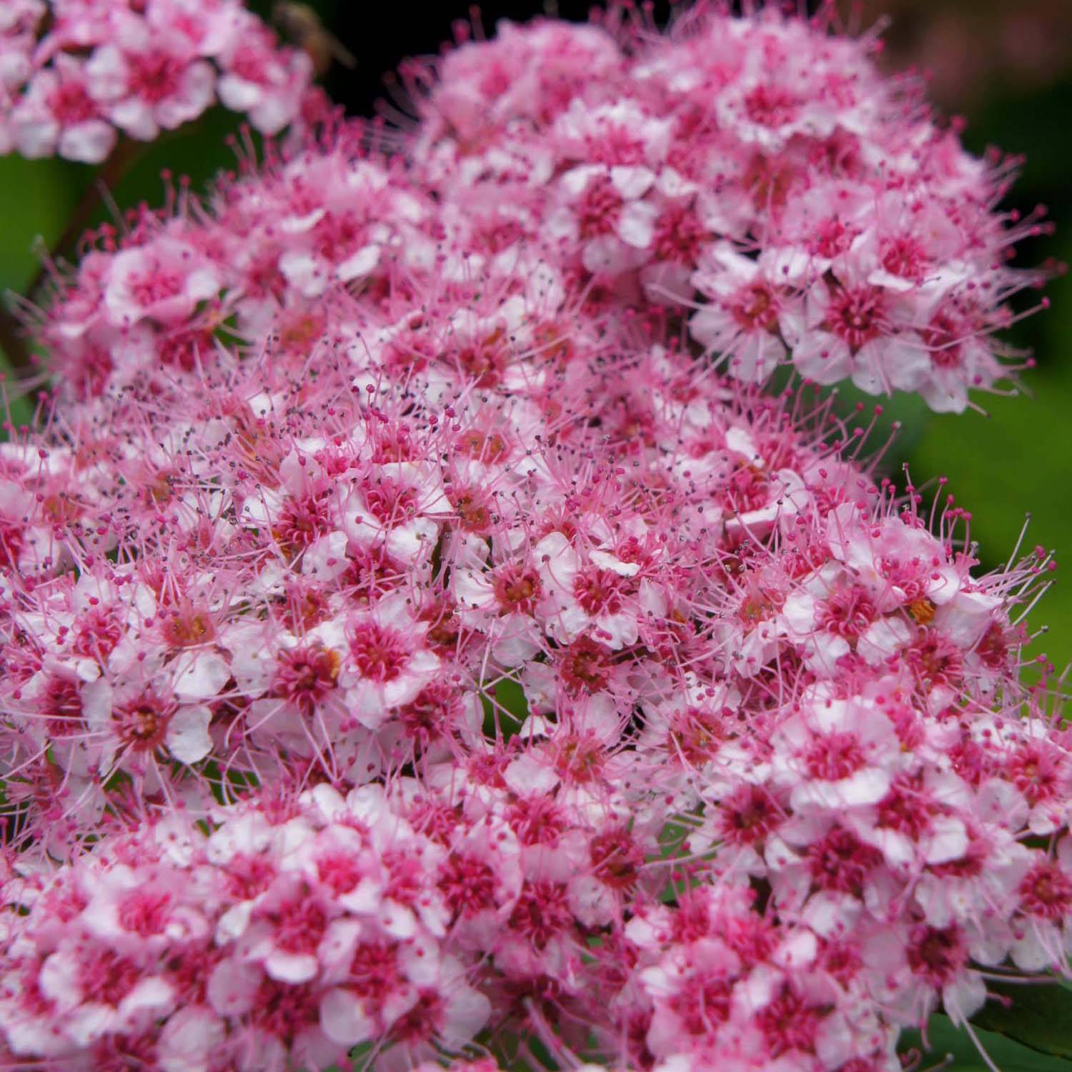 Spirée japonaise Sparkling Champagne - Spiraea japonica  Pot de 3L/4L - Image 1