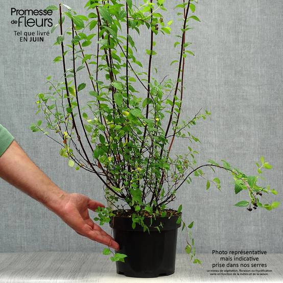Spirée japonaise Sparkling Champagne - Spiraea japonica Pot de 3L/4L - Image 2