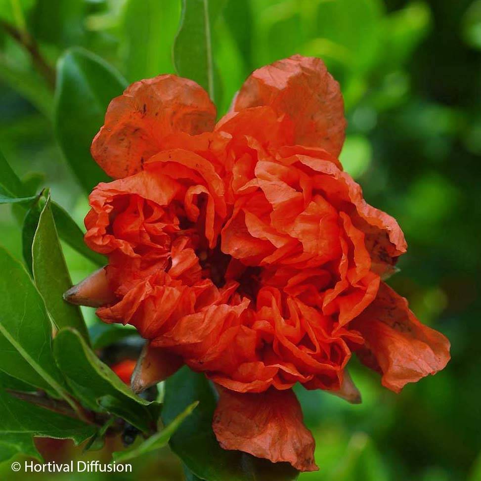 Grenadier à fleurs - Punica granatum Plena Pot de 7,5L/10L, Buisson, Touffe - Image 1