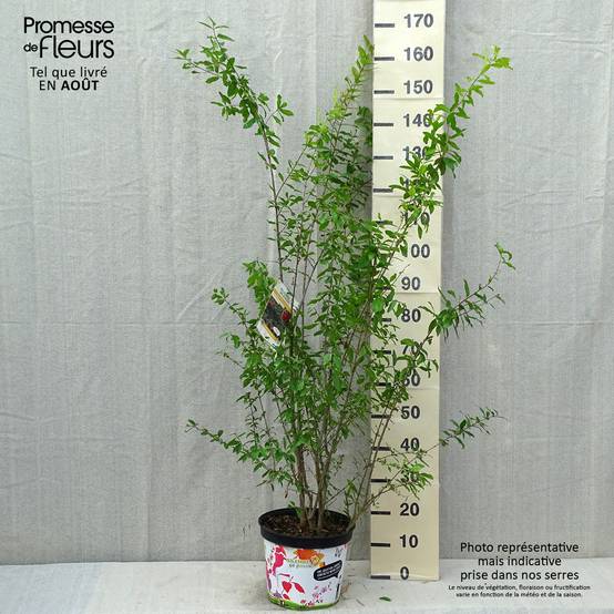 Grenadier à fleurs - Punica granatum Plena Pot de 7,5L/10L, Buisson, Touffe - Image 2
