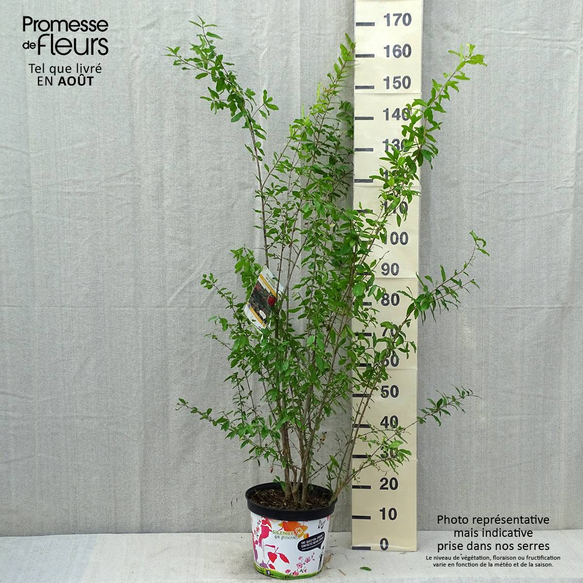 Grenadier à fleurs - Punica granatum Plena Pot de 7,5L/10L, Buisson, Touffe - Image 2