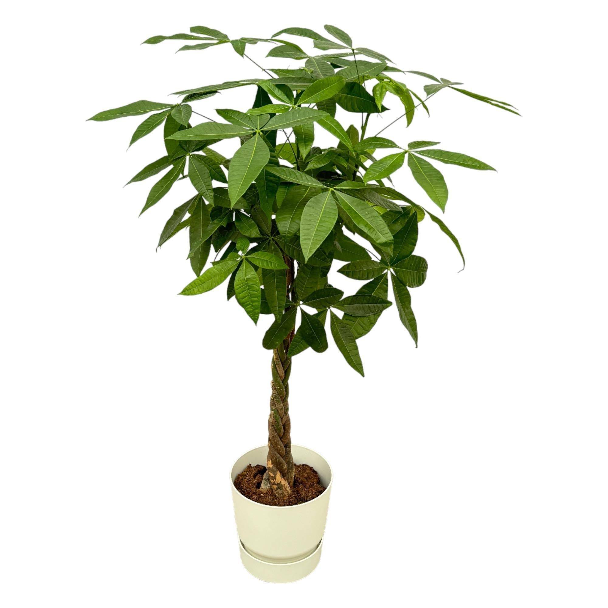 Pachira Aquatica et son pot- La Green Touch Blanc + Reservoir - Hauteur 160cm