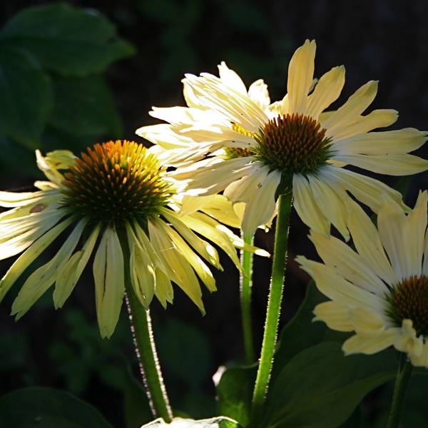 Echinacea purpurea Sunrise - Rudbeckia pourpre Godet de 8/9 cm