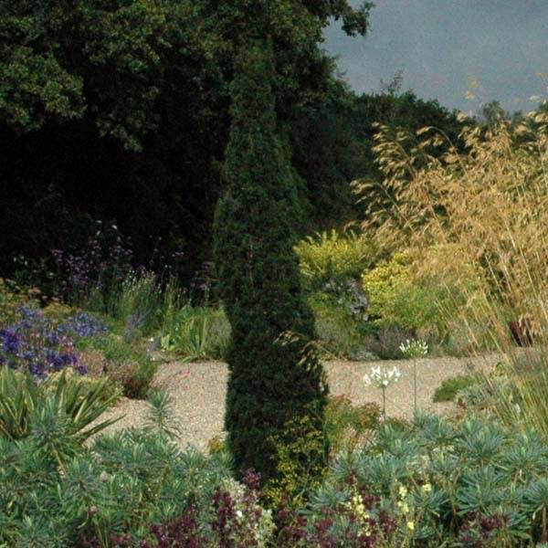Cupressus sempervirens Totem - Cyprès de Florence Pot de 7,5L/10L - Image 1